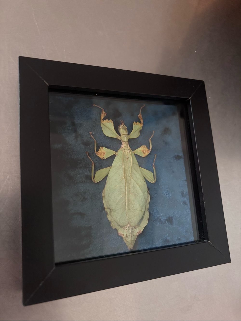 Framed Leaf Insect Specimen